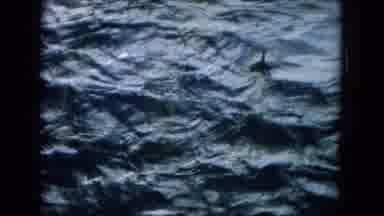 Oahi Hawaii (1964): Dolphins Playing At Sea