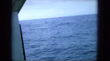 Oahi Hawaii (1964): They All Look At The Whale Pool And Put Food On It