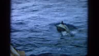 Oahi Hawaii (1964): Men Watching From The Side Of A Boat In Open Waters As A