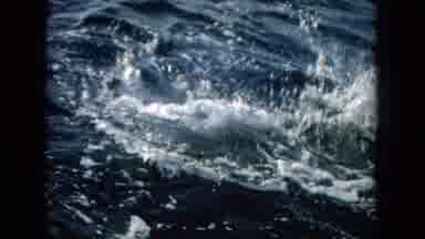 Oahi Hawaii (1964): A Dolphin Is Captured With A Rope Around Its Body In The Ocean