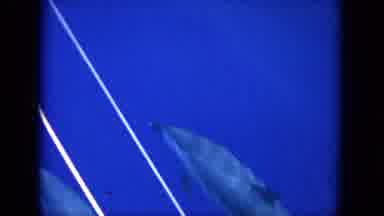 Oahi Hawaii (1964): The Dolphin Is Going In The Water Very Fastly