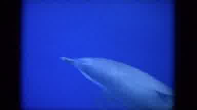 Oahi Hawaii (1964): Dolphins In Crystal Clear Blue Waters