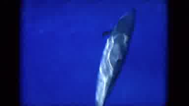 Oahi Hawaii (1964): The Helicopter Was Flying On Top Of The Sea And The Fish Also