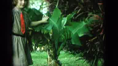 Oahi Hawaii (1964): The Lady To Watch Banana Tree And Take The Photo