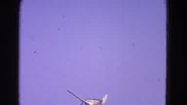 Washington DC-1964: Small Airplane Performing Aerial Trick