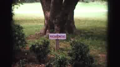 Williamsburg Virginia USA (1964): A Tree With Sign Of Pocahontas And A Building
