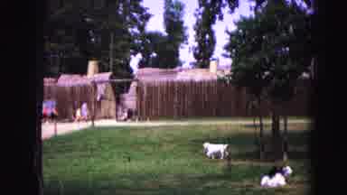 WILLIAMSBURG VIRGINIA USA-1964: Two White Goats Grazing Near Colonial Structures