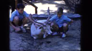 Concord New Hampshire (1965): Two Little Boys Crouching Down To Pet Deer That Is