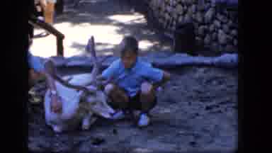 Concord New Hampshire (1965): Boys In School Uniforms Pet A Small Stag While It