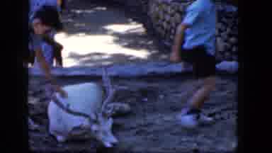 Concord New Hampshire (1965): Two American Children Feeding Baby Deer And Petting