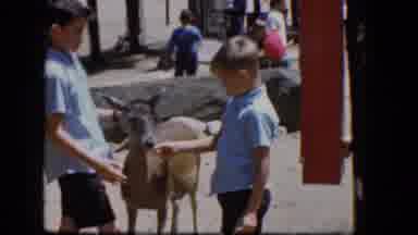 Concord New Hampshire (1965): Kids Petting And Feeding A Deer Standing On Rocks
