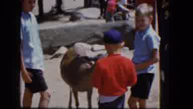 Concord New Hampshire (1965): Three American Children Pet Small Deer At Petting