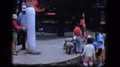 Concord New Hampshire (1965): Children At Petting Farm Chasing Sheep To Pet