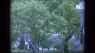 Louisville Kentucky USA (1965): Cars Driving On Road Passing Trees That Are In