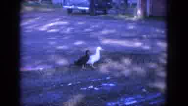 Louisville Kentucky USA (1965): Ducks Walking Around A Neighborhood