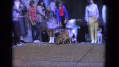 Louisville Kentucky USA (1965): A Lot People Watching Horses At A Horse Show