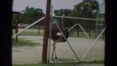 Omaha Nebraska-1965: Ostrich Walking In Fenced Enclosure