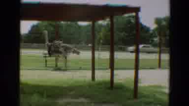 Omaha Nebraska (1965): Ostrich Roaming Next To A Street And Flamingos In A Cage