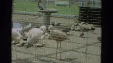 Omaha Nebraska (1965): Animals In A Zoo Behind A Fence Waiting To Be Fed