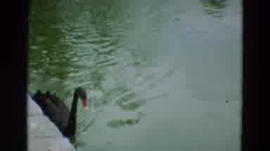 Omaha Nebraska (1965): Beautiful Large Black Swan Paddling Along In A Pond Looking