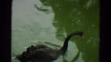 Omaha Nebraska (1965): Beautiful Black Swan Slowly Paddling Along In A Pond