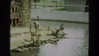Omaha Nebraska (1965): Some Money's In The Water Playing Drinking With The Swans