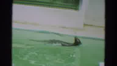 Omaha Nebraska (1965): Seal Swimming Funnily In A Pool And Turns