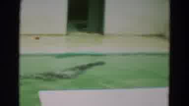 Omaha Nebraska (1965): Sea Lion Swims In Pool At Animal Park As Another Sits On