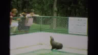 Omaha Nebraska (1965): Three People Looking Over A Fence Into A Seals Enclosure