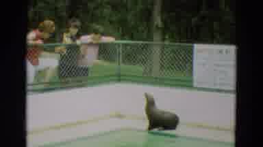 Omaha Nebraska (1965): People Gathered At Fence Watching Seal Near Water At Zoo