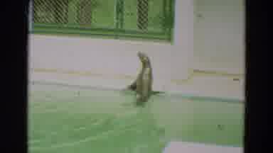 Omaha Nebraska (1965): Seal Strolling Around The Outside Area Of ââYour Water Tank