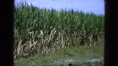 Pueblo Mexico (1965): There Was A January Month Because The Sugarcane Are Grown