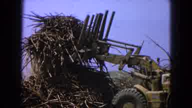 Pueblo Mexico (1965): Tractor Moves And Clears Natural Debris From Forest And