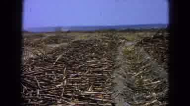 Pueblo Mexico (1965): Footage Of A Field That Has Been Ploughed Into Rows But Is