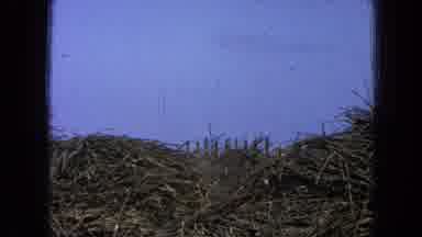 Pueblo Mexico (1965): Machine Carries Pile Of Lumber To Stack On Bigger Piles And