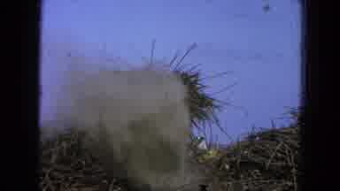 Pueblo Mexico (1965): Moving The Bush