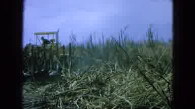 Pueblo Mexico (1965): Clearing Fields For Planting Crops For New Seasons Using