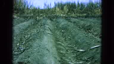 Pueblo Mexico (1965): A Dirty Old Looking Field That Has A Big Vehicle Plowing It