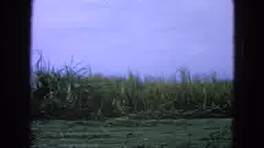 Pueblo Mexico (1965): A Pile Of Grass On The Move To Take In The Ranks Of Other
