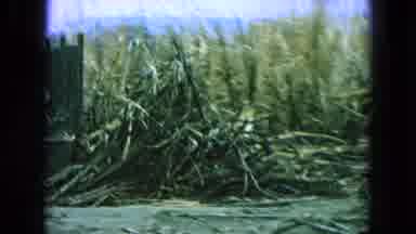 Pueblo Mexico (1965): Clean Area Around The Water