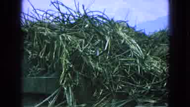 Pueblo Mexico (1965): Tractor Pushes Vegetation Into Piles On A Foggy Or Smokey