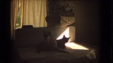 Barstow California USA-1966: Cats Sunbathing Together From Ray Of Light Through Window