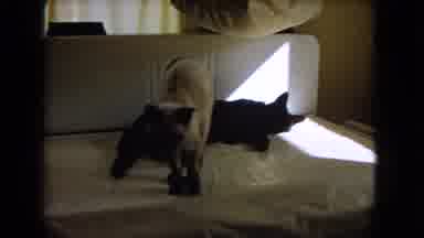 Barstow California USA-1966: Two Cats On A Couch In Front Of A Window Inside One