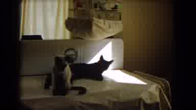 Barstow California USA-1966: Two Siamese Cats Sitting On Top Of A Piano