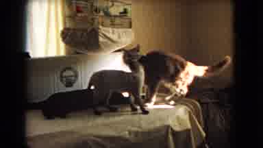 Barstow California USA-1966: Three Cats On Table Covered By Tablecloth