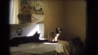 Barstow California USA (1966): Play With Cute Furry Kittens Throw Fat Cats To The
