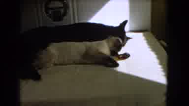 Barstow California USA (1966): Two Cats Relax Next To Each Other Inside A Home