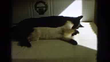 Barstow California USA (1966): Two Cats Hugging Each Other And Playing