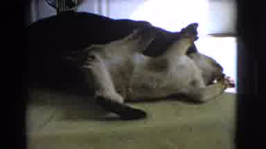 Barstow California USA (1966): Two Cats Playing On A Table Inside The Well