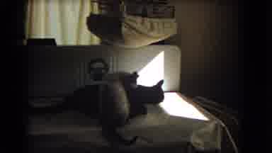 Barstow California USA (1966): Video Shows One Cat Sitting Up And Licking A Black